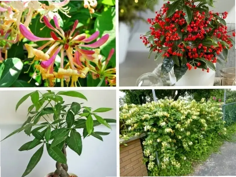 Hoa kim ngân trang trí biến không gian sống thành khu vườn thơ mộng, đầy màu sắc và năng lượng tích cực.