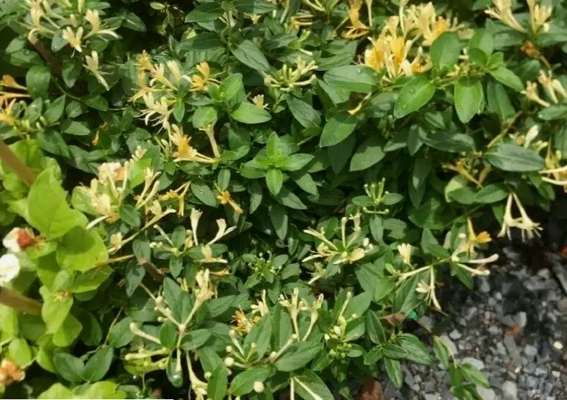 Hoa kim ngân vườn đẹp tạo nên không gian xanh tươi, nơi bạn thư giãn và tận hưởng sự hài hòa của thiên nhiên.