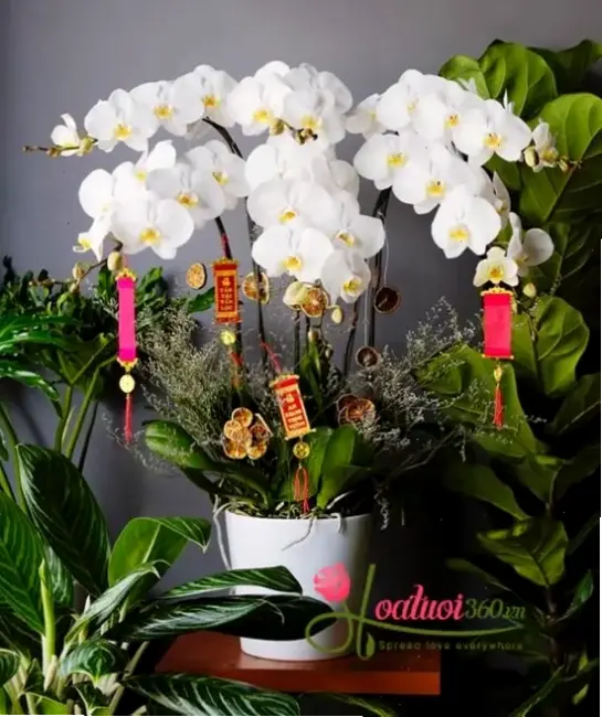 Hoa lan chậu nở rộ dịp Tết mang may mắn và phồn thịnh, tô điểm cho ngày lễ truyền thống.