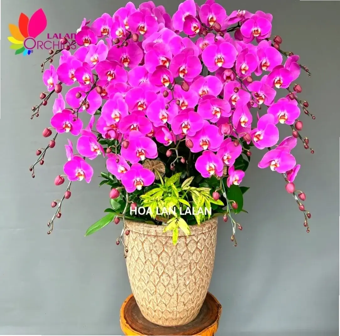 Hoa lan chậu trang trí xinh đẹp, biến góc nhà thành khu vườn nhiệt đới, mang lại sức sống và sự tươi mới hàng ngày.