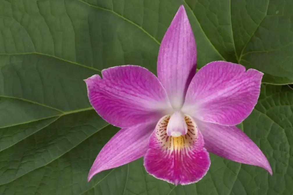 Hoa lan đón Tết qua macro, biểu tượng cho sự may mắn và thịnh vượng rực rỡ.