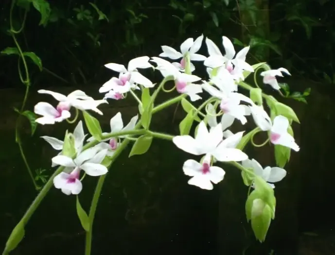 Hoa lan phong thủy mang năng lượng tích cực, giúp cân bằng không gian và thu hút thịnh vượng.