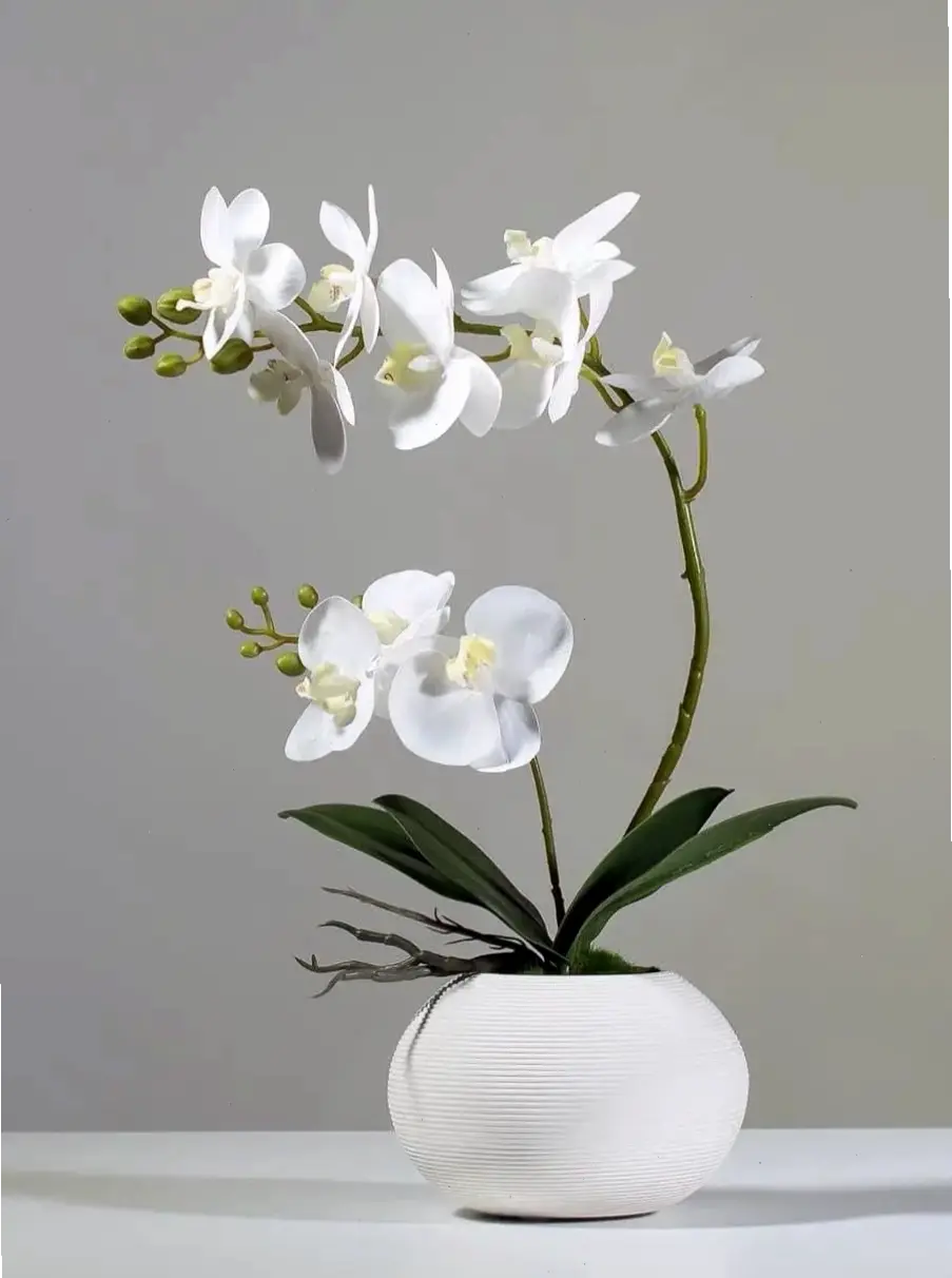 Hoa lan phong thủy trang trí thu hút năng lượng tích cực, mang lại may mắn và sự thịnh vượng cho cuộc sống.