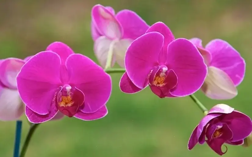 Hoa lan Tết Việt Nam rực rỡ, mang lời chúc an lành và thịnh vượng, tô điểm không gian đón năm mới đầy ý nghĩa.