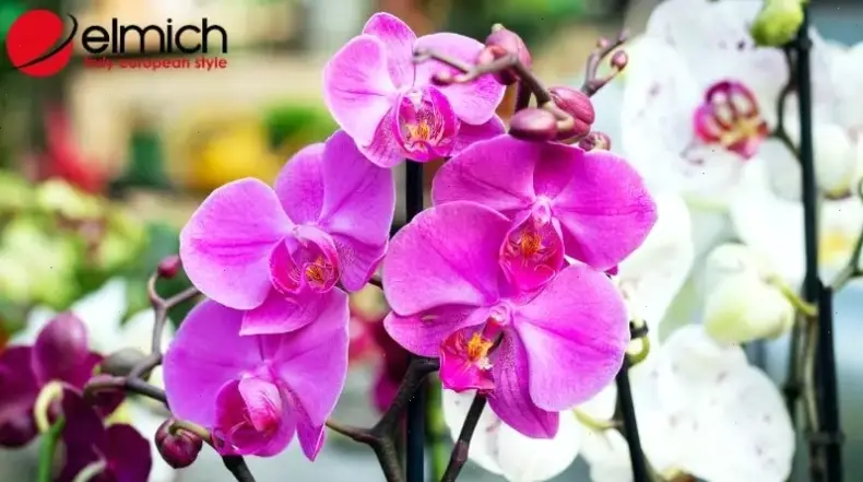 Hoa lan trang trí nở rộ biến không gian sống thành khu vườn thơ mộng và hấp dẫn.