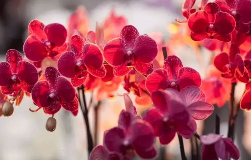 Hoa lan vườn xanh tươi đón Tết, mang hơi thở thiên nhiên và năng lượng tích cực vào cuộc sống hàng ngày.