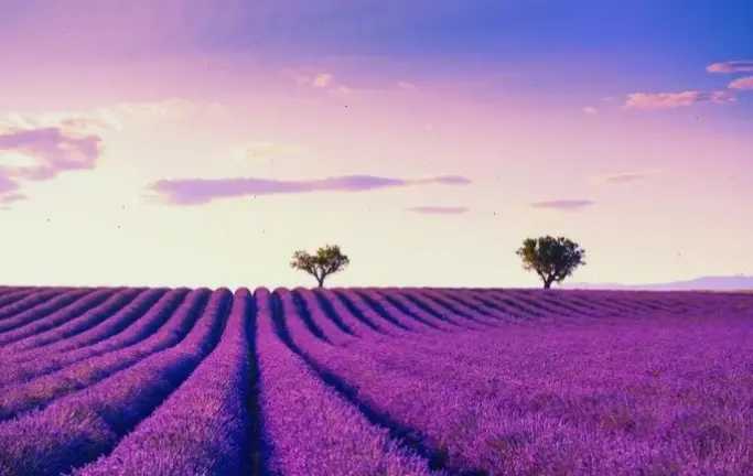 Hoa lavender nở rộ rực rỡ, tượng trưng cho sự tươi mới và bình yên, hoàn hảo để trang trí không gian yêu thích.