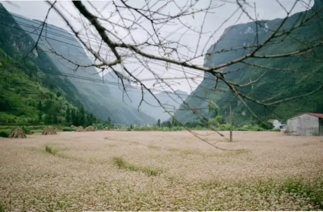 Hoa lưu ly đồng quê gợi lên cuộc sống yên bình, với cánh đồng xanh mướt và hương thơm quyến rũ tự nhiên.