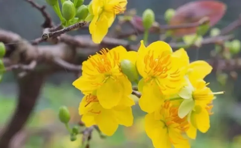 Hoa mai An Giang tươi thắm cho ngày cưới, mang hương vị miền Tây sông nước đến lễ đường đầy cảm hứng.