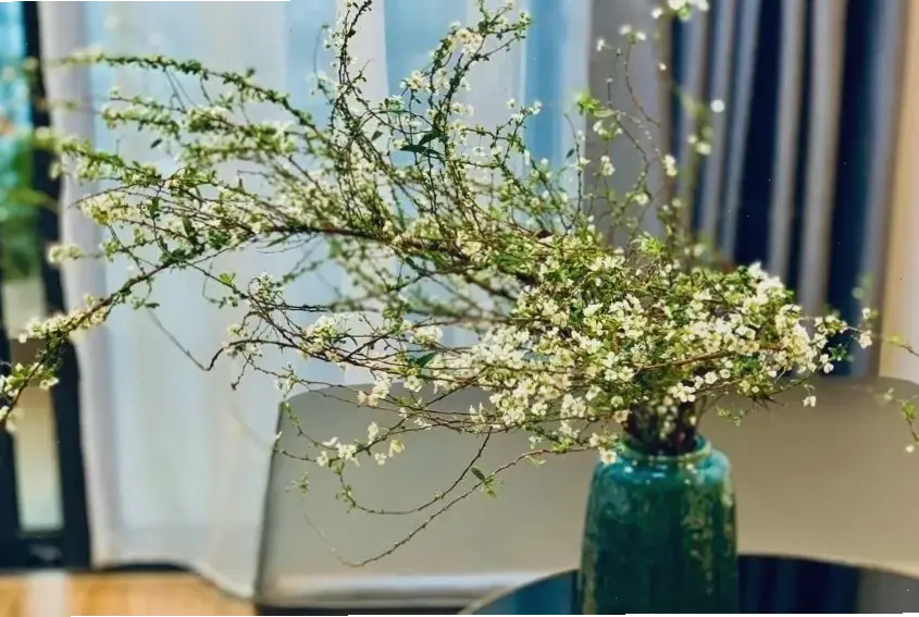 Hoa mai cắm bình đẹp mang đến sự thanh lịch và tươi mát. Hãy trang hoàng ngôi nhà với vẻ đẹp tự nhiên, đầy cuốn hút.