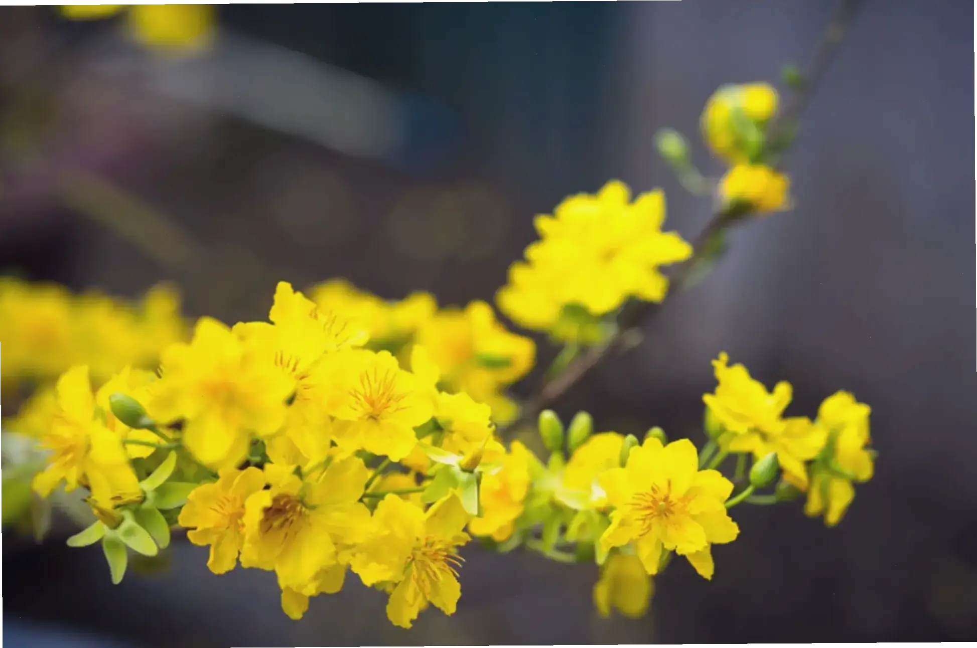 Hoa mai chụp cận nở rộ tiết lộ vẻ đẹp tinh tế của từng cánh hoa, tạo sức hút kỳ diệu.