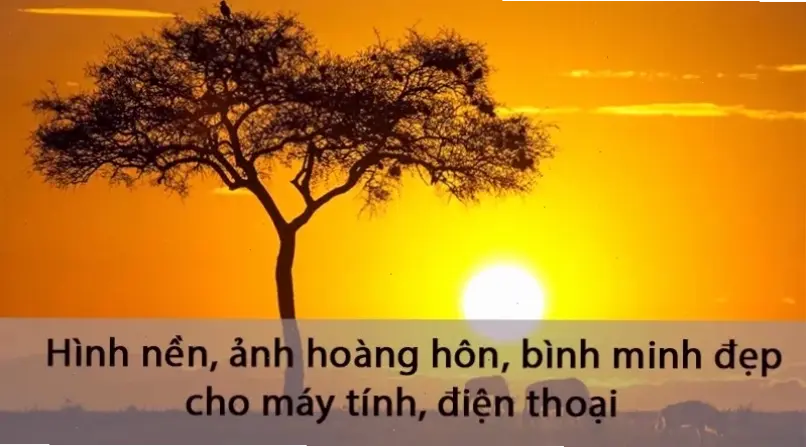 Hoa mai dưới hoàng hôn, vẻ đẹp lãng mạn và huyền ảo, kết thúc ngày hoàn hảo với sắc vàng ấm áp.