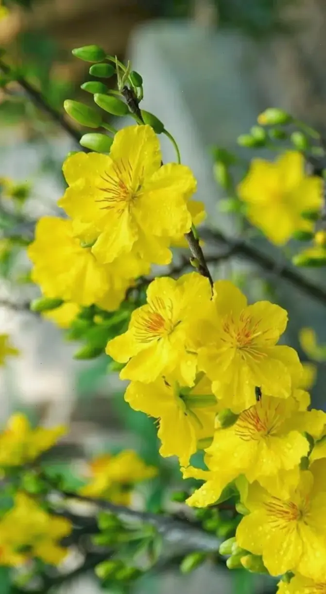 Hoa mai miền Nam nở rộ dịp Tết, biểu tượng của sự ấm áp, hy vọng và nét văn hóa đặc trưng miền sông nước.