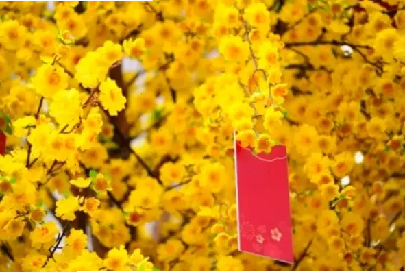 Hoa mai miền Nam trang trí Tết, tượng trưng cho sự may mắn và thịnh vượng trong năm mới rực rỡ.