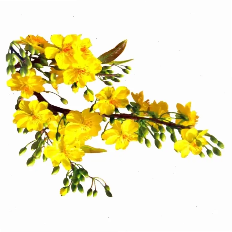 Hoa mai nở rộ chào xuân, gửi lời chúc mừng tràn đầy năng lượng và niềm vui cho mọi người!