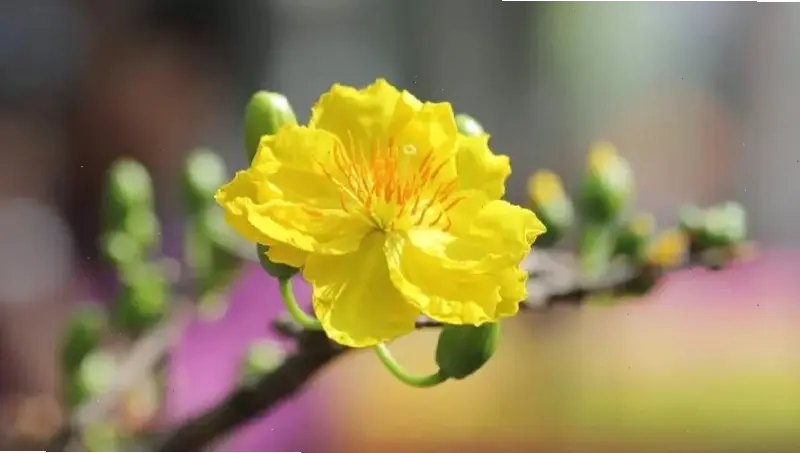 Hoa mai nở rộ đầy màu sắc, chụp macro ghi lại khoảnh khắc sống động và tươi mới của mùa xuân rực rỡ.