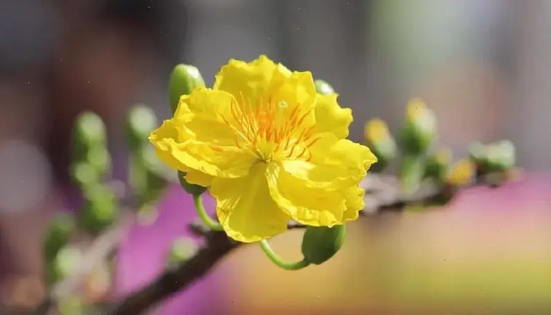 Hoa mai nở rộ tạo bức tranh xuân sống động, với sắc vàng rực rỡ và hương thơm dịu dàng.