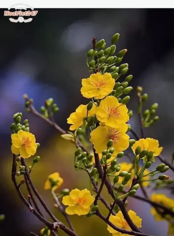 Hoa mai phong thủy cắm bình thu hút tài lộc và may mắn. Một lựa chọn hoàn hảo để cân bằng năng lượng, đón năm mới an lành.