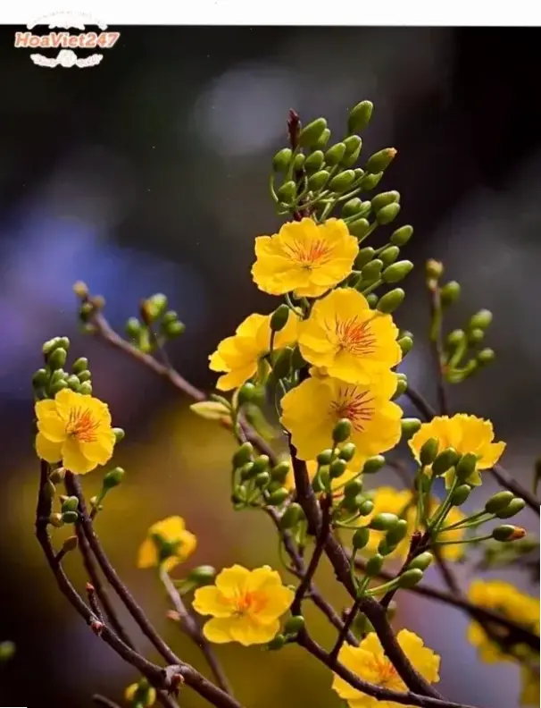 Hoa mai phong thủy mang tài lộc, gửi lời chúc mừng một năm mới đầy may mắn và thành tựu!