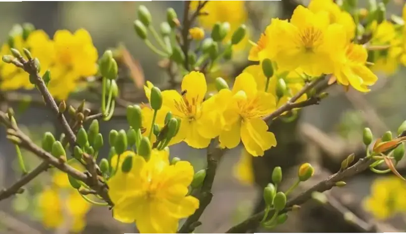 Hoa mai Tết lung linh trong lễ cưới, kết hợp truyền thống Á Đông với hạnh phúc lứa đôi rạng ngời.