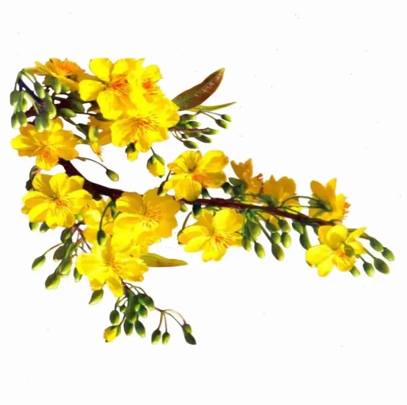 Hoa mai Tết nở rộ báo hiệu năm mới an lành, mang niềm vui và hy vọng đến mọi gia đình Việt Nam.