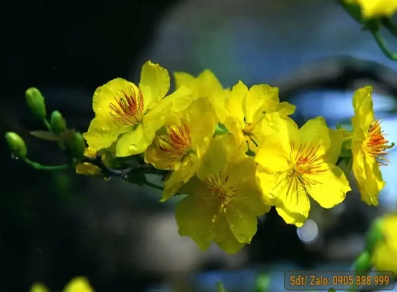 Hoa mai trong phong thủy, chụp macro thể hiện năng lượng tích cực và sự thịnh vượng, mang lại bình an cho cuộc sống.