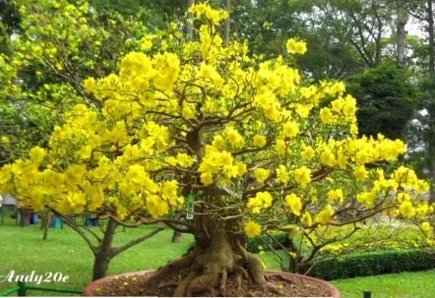 Hoa mai từ vườn An Giang, tươi thắm và rực rỡ, lý tưởng để trang trí Tết với hương vị miền Tây chân thực.