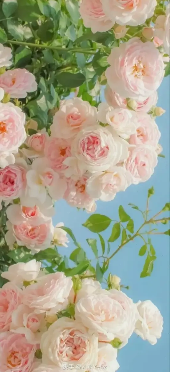 Hoa mẫu đơn làm hình nền hoàn hảo, mang đến sự tinh tế và năng lượng tích cực cho mọi không gian màn hình.