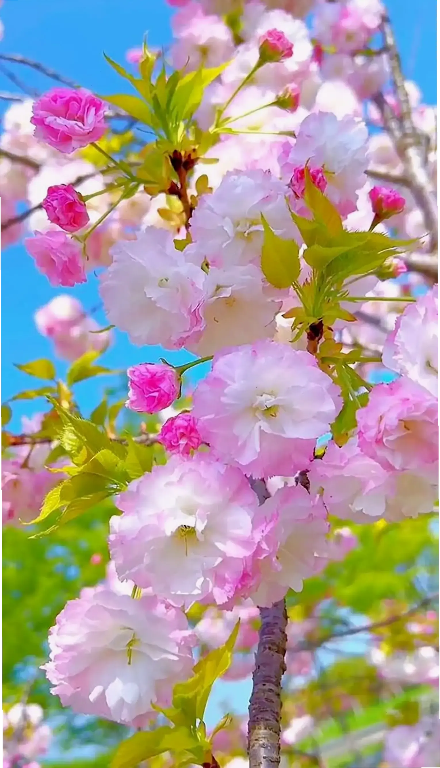 Hoa mẫu đơn mùa xuân nở rộ, mang năng lượng tươi mới và vẻ đẹp tự nhiên rực rỡ.