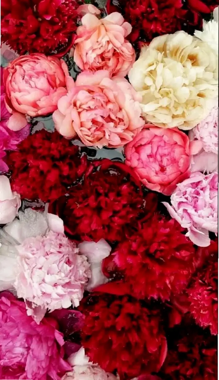 Hoa mẫu đơn trong ngày cưới, biểu tượng hạnh phúc và tình yêu vĩnh cửu.