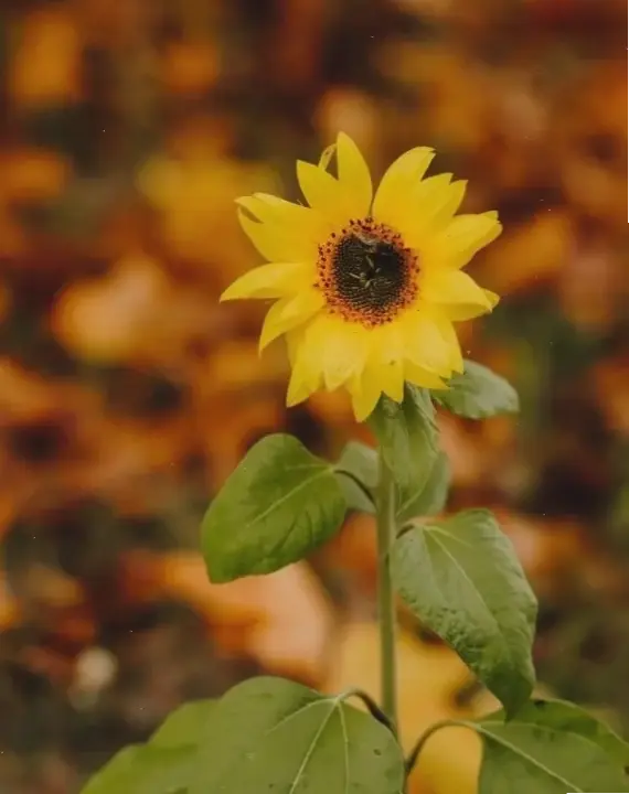 Hòa mình vào đồng quê với hoa hướng dương cận cảnh, mang hương vị bình yên và dân dã quen thuộc.