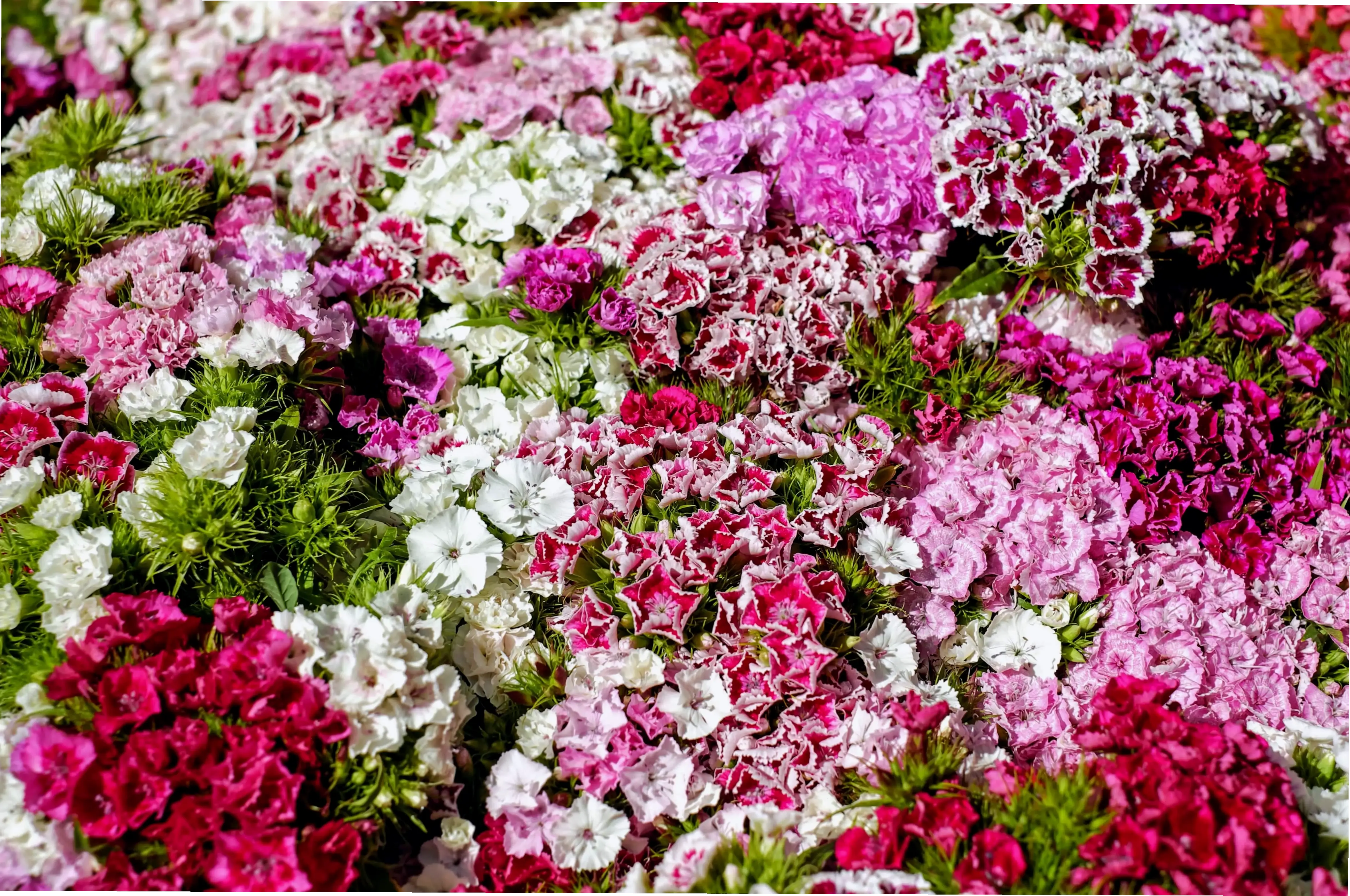 Hòa mình vào vườn hoa cẩm chướng rực rỡ, thiên đường sắc màu và hương thơm quyến rũ.