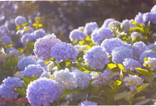 Hòa mình vào vườn hoa cẩm tú cầu rực rỡ, nơi vẻ đẹp tự nhiên tỏa sáng lung linh.