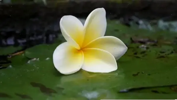 Hòa mình vào vườn nhiệt đới với hoa sứ nở rộ, mang hương gió biển tươi mát đến gần hơn.