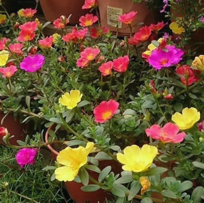 Hoa mười giờ trên ban công mang thiên nhiên gần hơn, tạo không gian thư giãn lý tưởng với vẻ đẹp đơn giản.