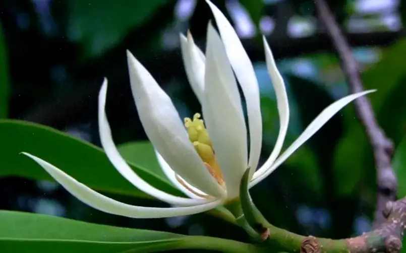 Hoa ngọc lan cắm bình là cách lý tưởng để trang trí, với hương thơm nhẹ nhàng và vẻ đẹp tinh tế.