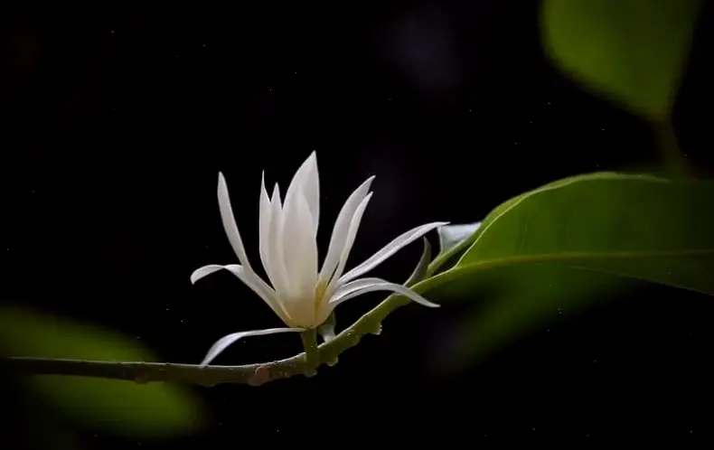 Hoa ngọc lan vàng thơm lan tỏa hương quyến rũ, mang lại cảm giác tươi mới và sảng khoái mỗi ngày.