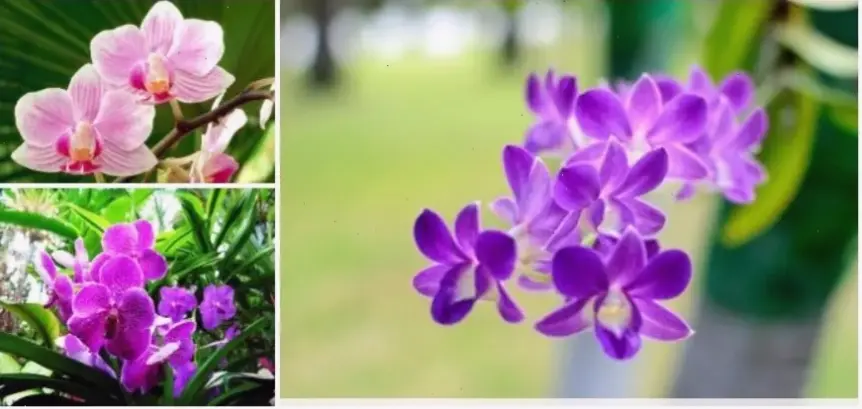 Hoa ngọc lan vườn đẹp tạo nên cảnh quan thiên nhiên tuyệt vời, với những bông hoa rực rỡ và tươi tắn.