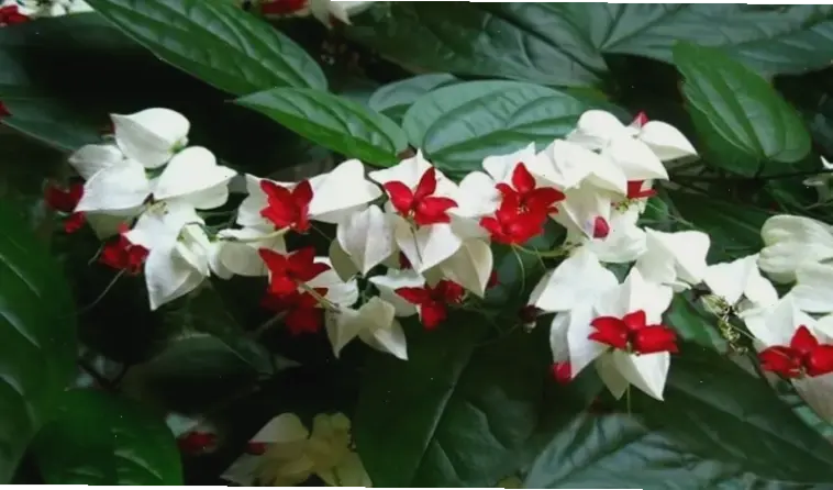 Hoa ngọc nữ trong vườn quê yên bình, gợi nhớ ký ức tuổi thơ giản dị.