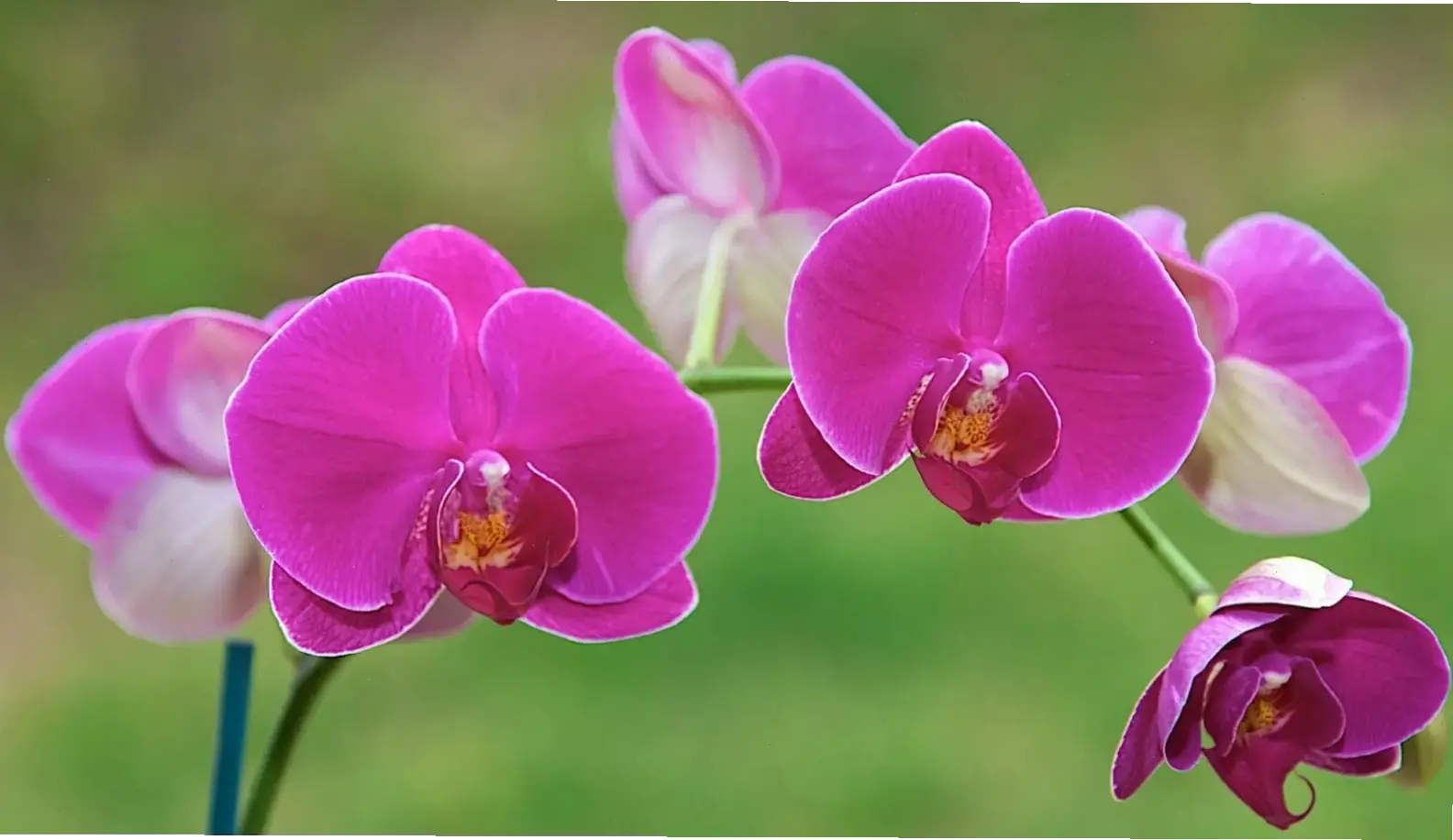 Hoa phong lan chậu Tết mang may mắn và tươi mới, hoàn hảo cho không khí lễ hội gia đình ấm cúng.