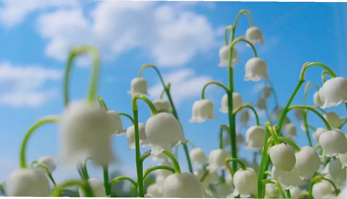 Hoa phong lan phong thủy thu hút năng lượng tích cực, mang lại may mắn và sự thịnh vượng cho cuộc sống.