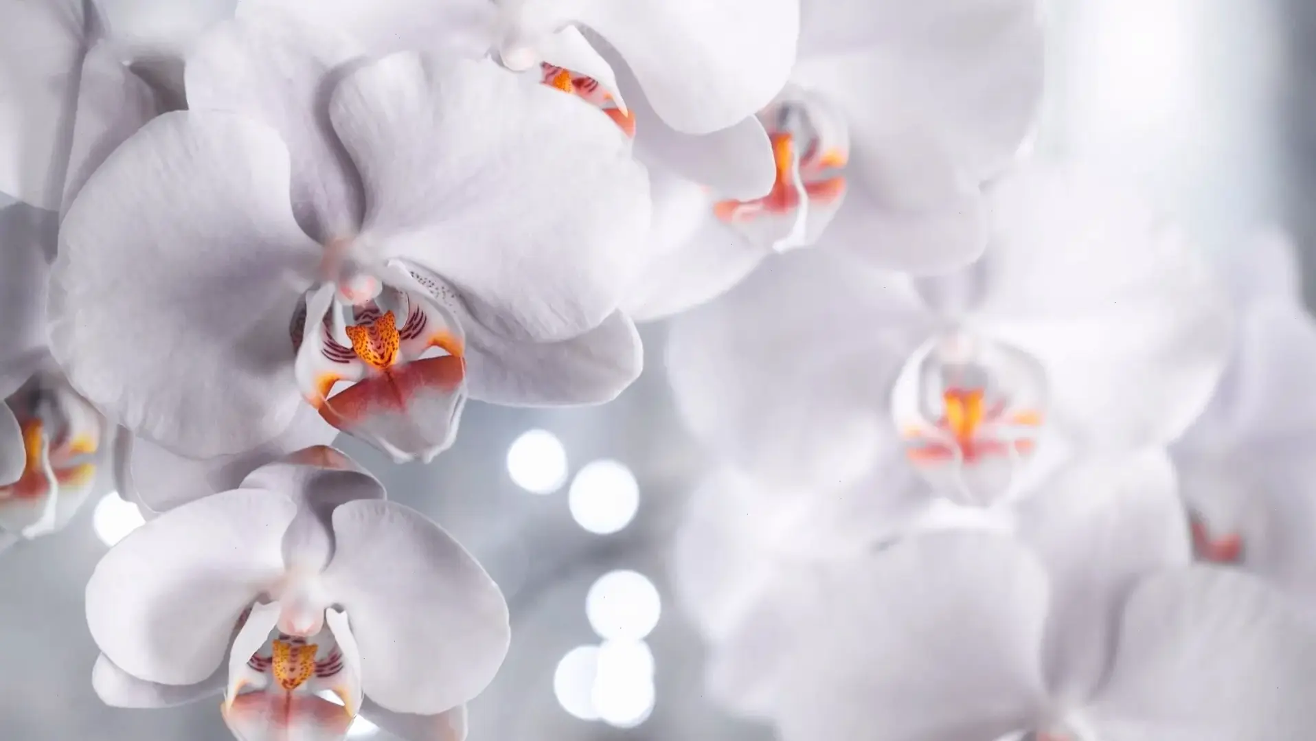 Hoa phong lan trắng tinh khiết, biểu tượng của sự tinh tế và yên bình, lý tưởng để trang trí nội thất.