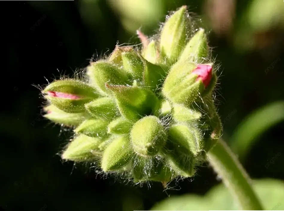 Hoa phong lữ chụp macro chi tiết, khám phá vẻ đẹp tinh tế của từng cánh hoa, mang đến góc nhìn nghệ thuật độc đáo.