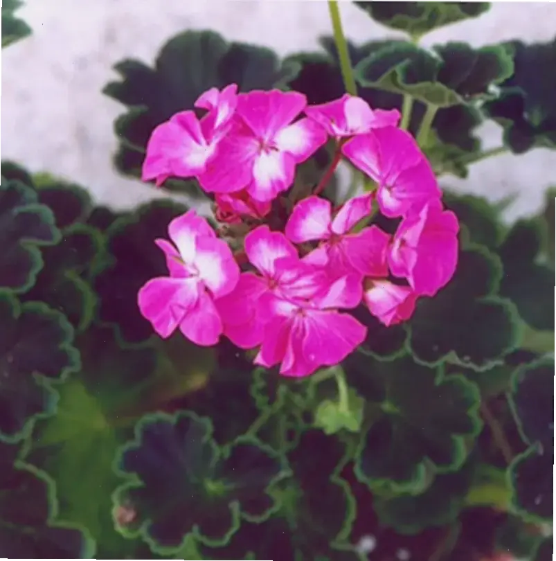 Hoa phong lữ hồng phấn dịu dàng, tô điểm khu vườn với sắc màu lãng mạn, tạo cảm giác tươi mới và thư giãn.