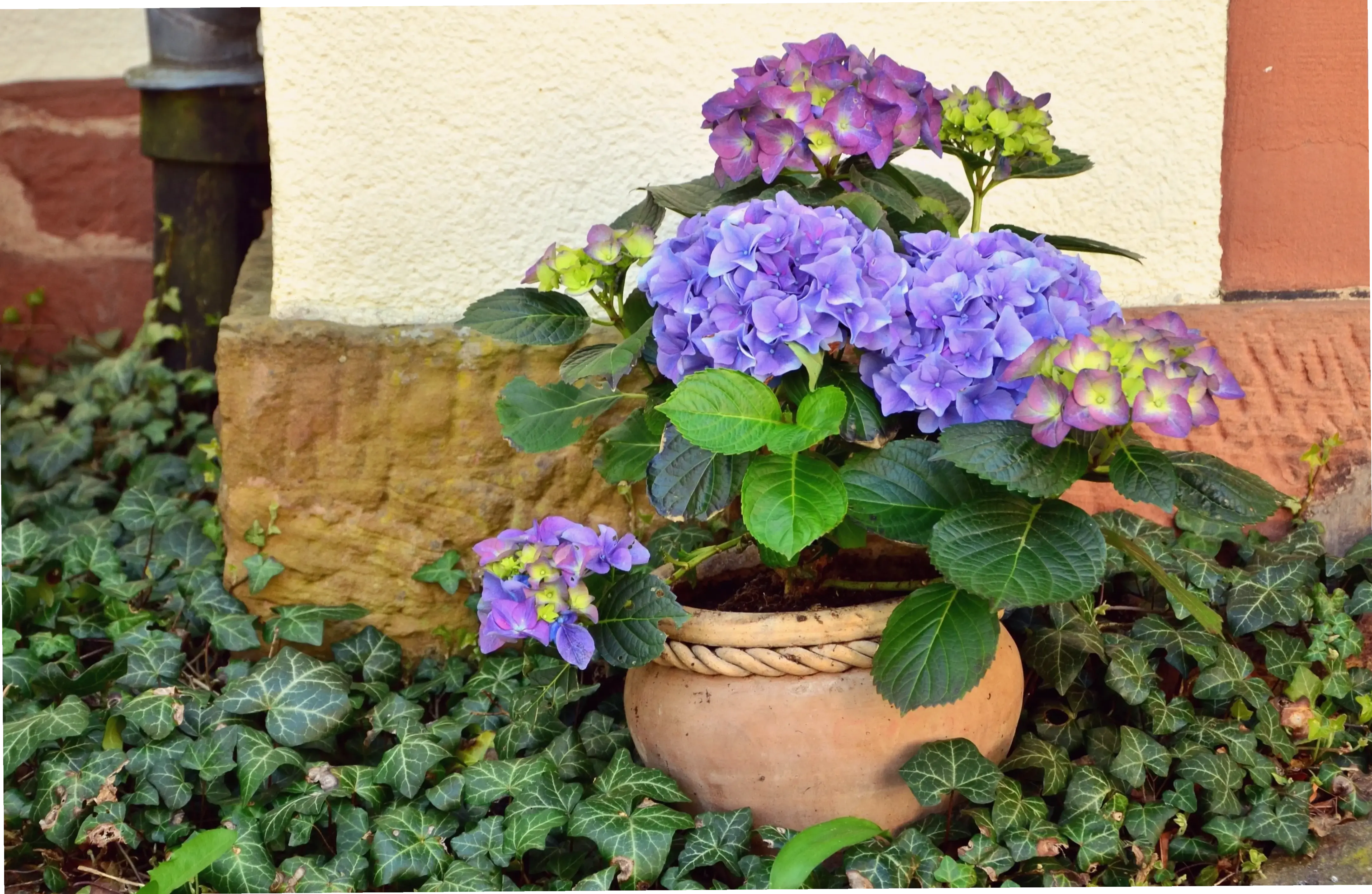 Hoa phong lữ mùa hè rực rỡ, mang đến sự tươi mát và năng lượng tích cực, lý tưởng cho những ngày hè sôi động.