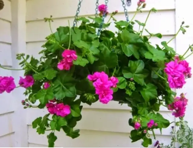 Hoa phong lữ trang trí tinh tế, nâng tầm không gian sống với màu sắc tươi tắn và sự kết hợp hài hòa.