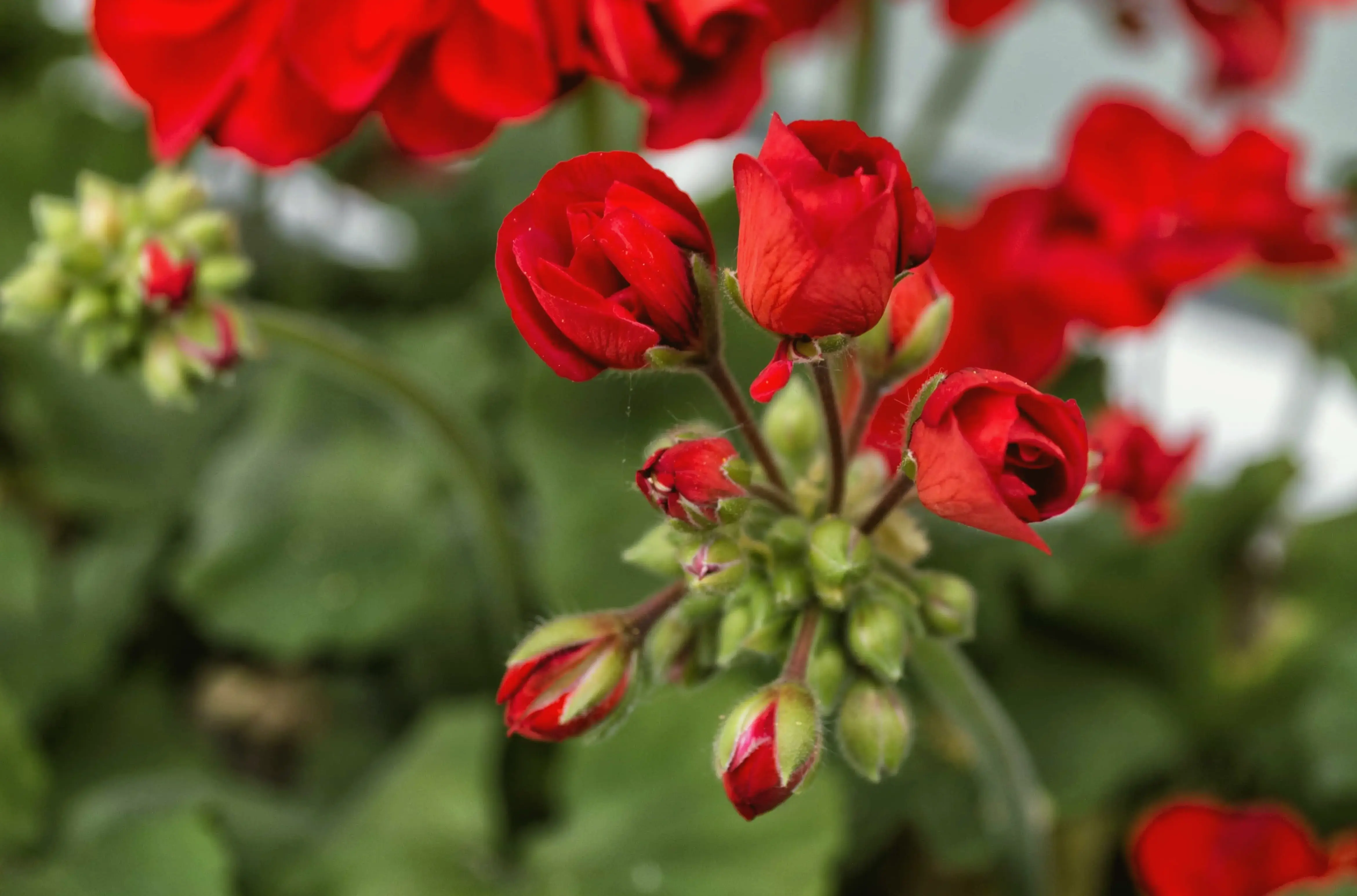 Hoa phong lữ vườn đẹp rực rỡ, tạo nên không gian xanh tươi và hài hòa, lý tưởng cho khu vườn mơ ước.