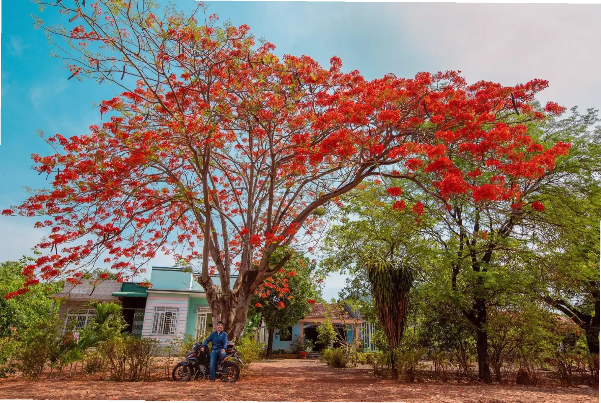 Hoa phượng đồng quê, biểu tượng của làng quê Việt Nam yên bình và thơ mộng.