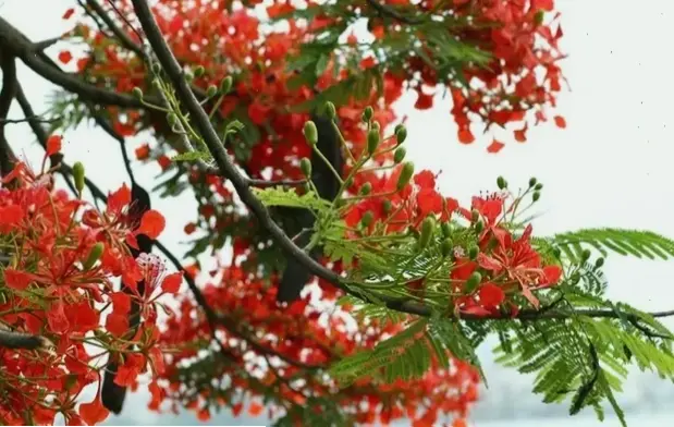 Hoa phượng gợi nhớ kỷ niệm học trò ngọt ngào, những ngày tháng tuổi trẻ đầy niềm vui.