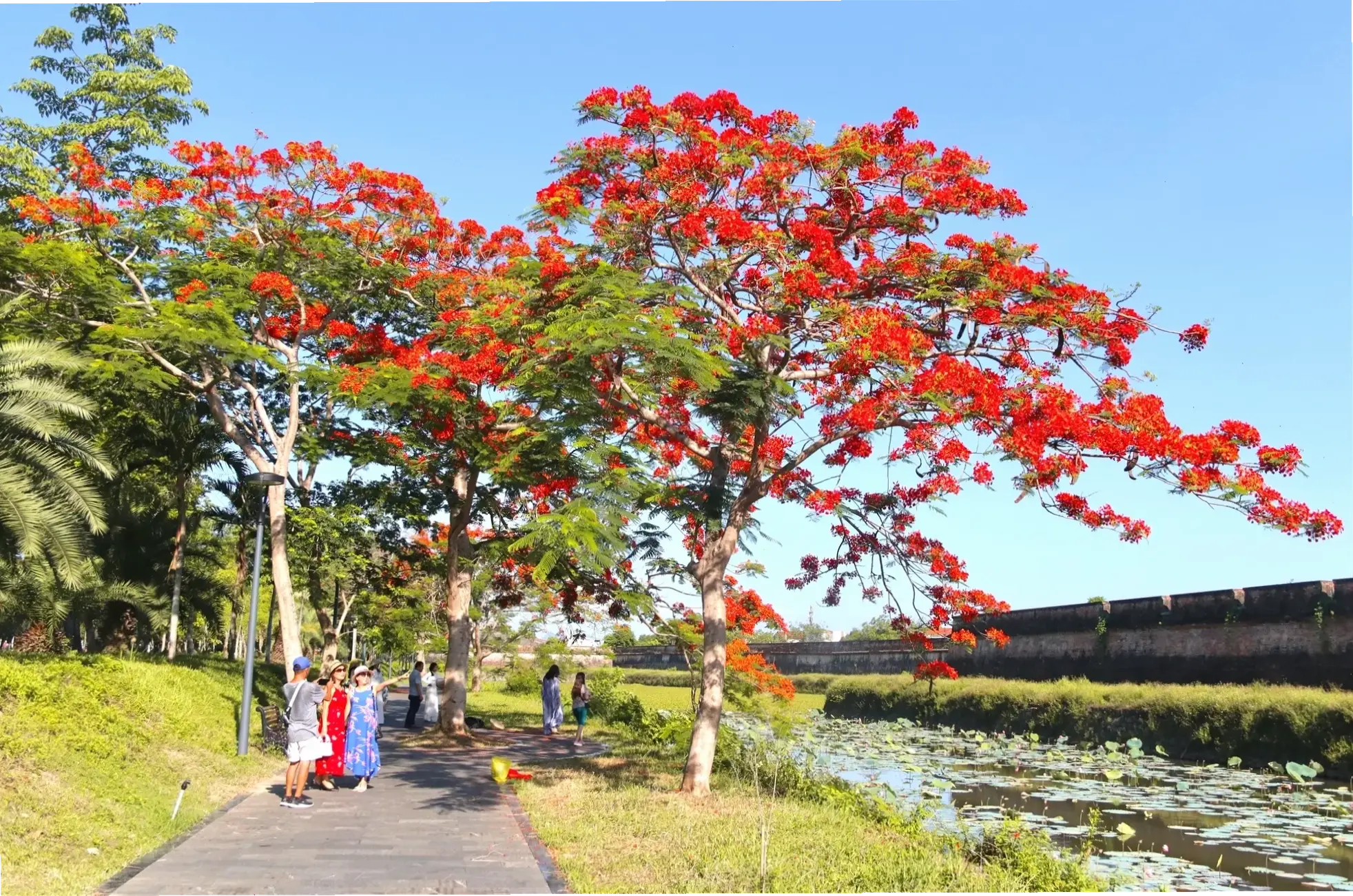 Hoa phượng nở rộ trong mùa hè Việt Nam, biểu tượng của nắng vàng và gió mát.